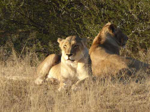 Kruger National Park Area