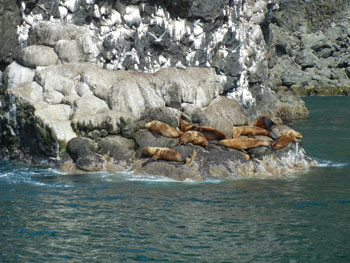 Seals in Resurrection Bay